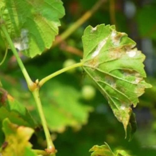 Alerta Fitosanitaria: Peronóspora en Vid