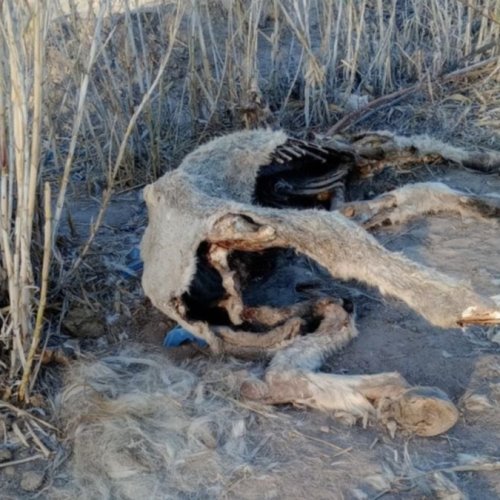 Encontraron otro caballo faenado clandestinamente en El Mogote