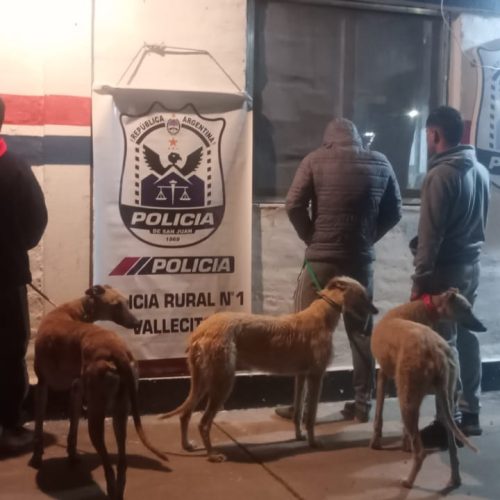 Galgos encerrados en el baúl de un auto
