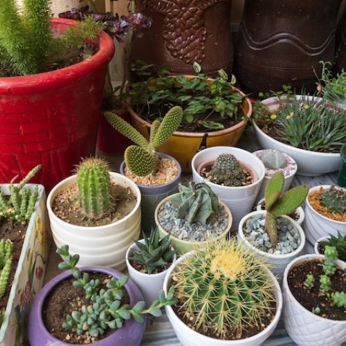 Taller sobre manipulación de plantas autóctonas y cactus en la Ciudad