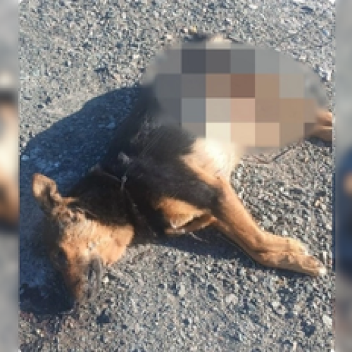 Otro caso de maltrato animal: encontraron un perro mutilado y con signos de tortura en 9 de Julio