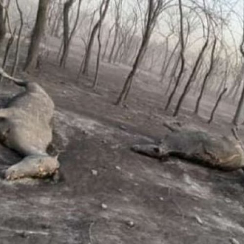 Incendio devastador en Valle Fértil: quedaron animales atrapados por el fuego