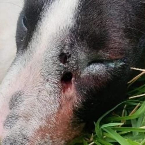 Sigue el maltrato animal, ahora balearon a un perro en Pocito