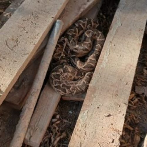 ¡Sorpresa! Mirá la yarará que encontraron en una casa de Ullum