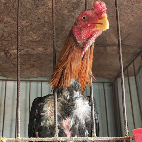 Allanamiento en Caucete: secuestran 91 aves de pelea y un caballo sin documentación