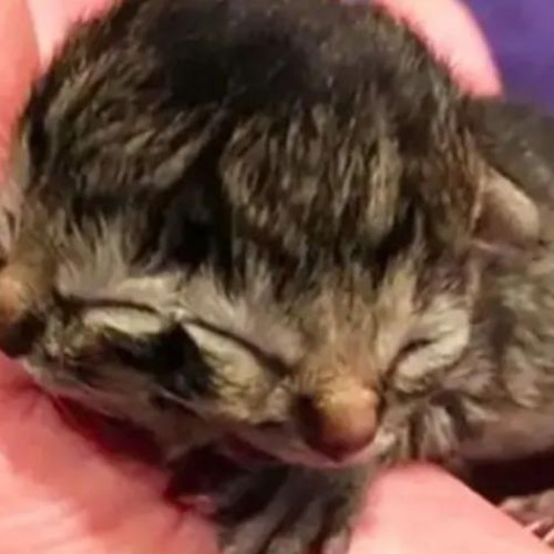 En Chile, nació un gatito con dos caras y lo apodaron: “Chechito”