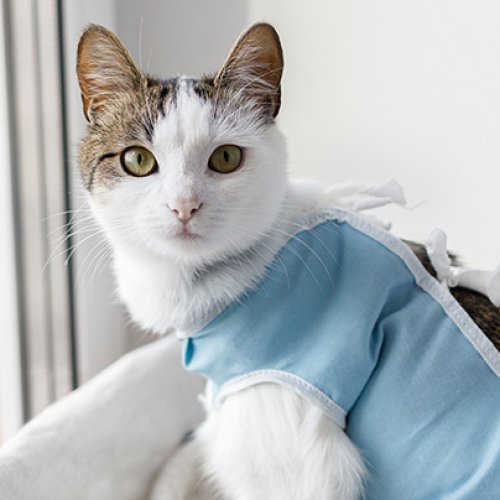 Continúan las esterilizaciones y vacunaciones gratuitas en el quirófano municipal de mascotas