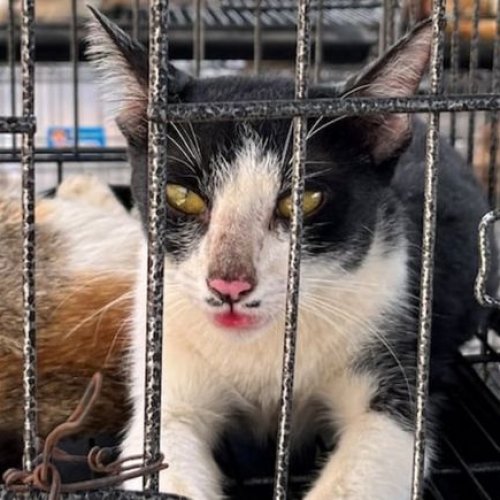 Los salvaron a tiempo: 400 gatos iban a ser sacrificados para ser vendidos como comida