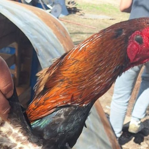 Importante allanamiento en el barrio Santa Rosa: secuestran numerosos gallos de riña