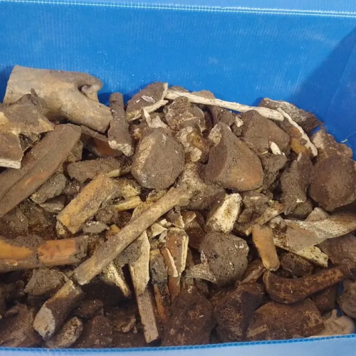 Encontraron restos óseos en el patio de una escuela de Capital