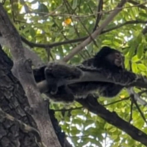 Rescataron al mono tití que estaba en la Plaza de Trinidad