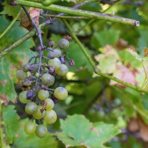 Plant disease Peronospora (Plasmopara viticola) also known as grape downy mildew.