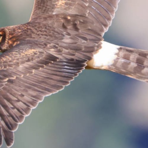 a flying northern harrier in British Columbia