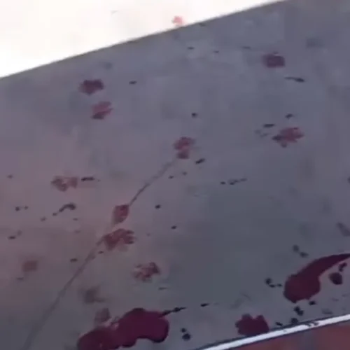 En un intento de robo, apuñalaron a dos perros