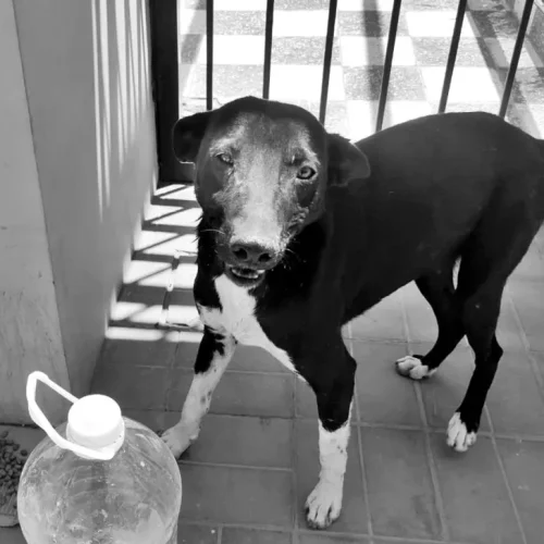 El salvaje asesinato de un perrito en Chimbas tuvo repercusión a nivel nacional