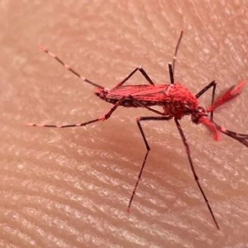 En Mendoza, liberaron mosquitos rojos para controlar el dengue