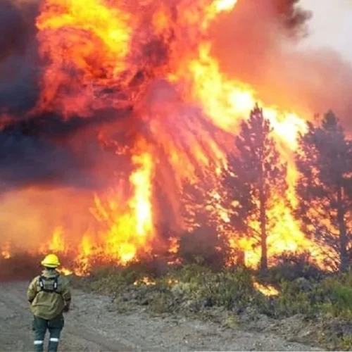 Incendios en la Patagonia: ¿Cómo ayudar?