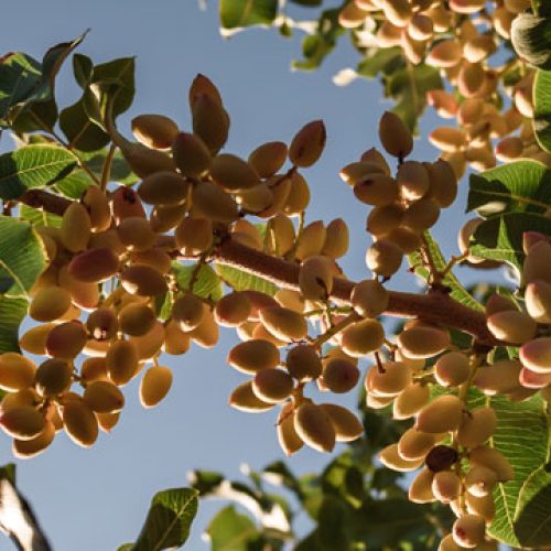 Día mundial del pistacho: el ‘oro verde’ de San Juan