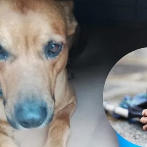 Mendoza: dormía en la calle, no quiso abandonar a su perro y murió por el frío