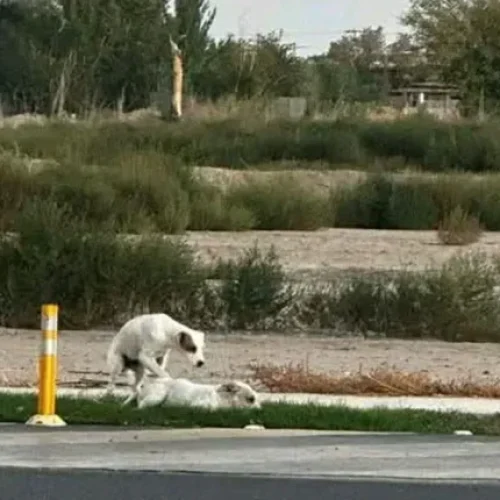Lo denunciaron por abandonar a dos perritos, uno fue atropellado