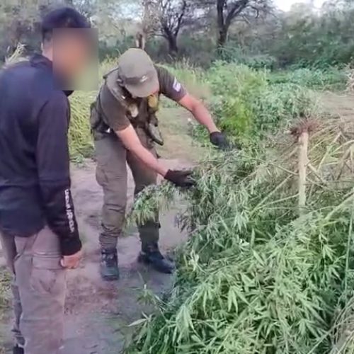 Secuestraron más de 200 plantas de marihuana en Valle Fértil