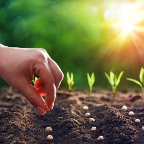 San Martín impulsa la agricultura familiar con entrega de semillas gratuitas