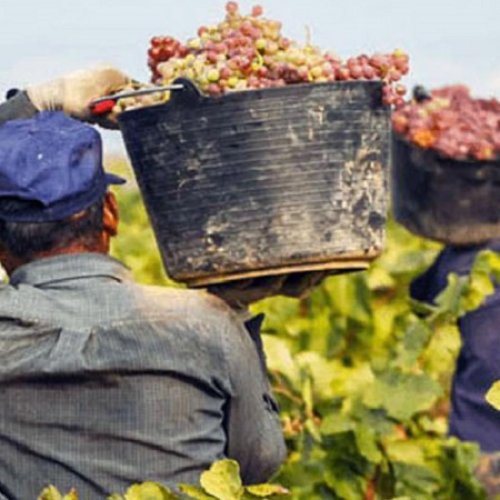 El obrero viñatero tendrá su primer festival en 9 de Julio: los orígenes de la celebración y el deseo de que perdure en el tiempo
