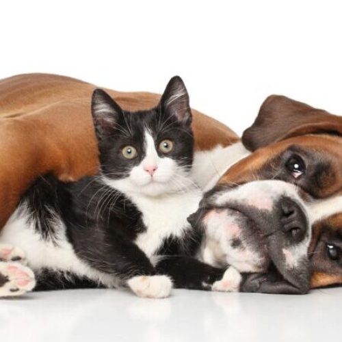 Atención Perros y Gatos de 9 de Julio, ya pueden castrarse cupos limitados