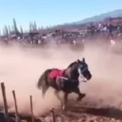 En Barreal, una yegua se quebró en plena carrera y tuvo que ser sacrificada