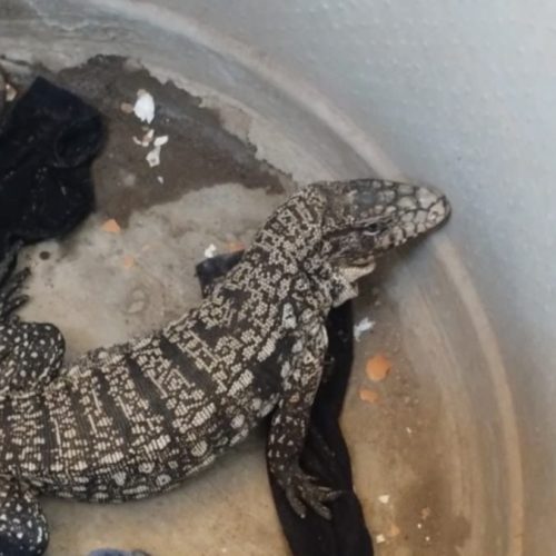 Un lagarto overo “visitó” una vivienda de Chimbas